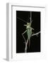 Ephippiger Ephippiger (European Bushcricket)-Paul Starosta-Framed Photographic Print