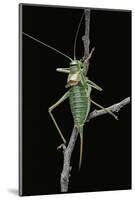 Ephippiger Ephippiger (European Bushcricket)-Paul Starosta-Mounted Photographic Print