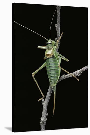 Ephippiger Ephippiger (European Bushcricket)-Paul Starosta-Stretched Canvas