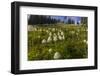 Epic bear grass bloom on Big Mountain in Whitefish, Montana, USA-Chuck Haney-Framed Photographic Print