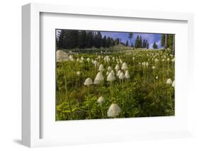 Epic bear grass bloom on Big Mountain in Whitefish, Montana, USA-Chuck Haney-Framed Photographic Print