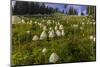 Epic bear grass bloom on Big Mountain in Whitefish, Montana, USA-Chuck Haney-Mounted Photographic Print