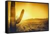 Epic Desert Sunset over Valley of the Sun, Phoenix, Scottsdale, Arizona with Saguaro Cactus in Fore-BCFC-Framed Stretched Canvas