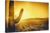 Epic Desert Sunset over Valley of the Sun, Phoenix, Scottsdale, Arizona with Saguaro Cactus in Fore-BCFC-Stretched Canvas