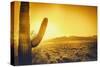 Epic Desert Sunset over Valley of the Sun, Phoenix, Scottsdale, Arizona with Saguaro Cactus in Fore-BCFC-Stretched Canvas