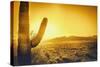 Epic Desert Sunset over Valley of the Sun, Phoenix, Scottsdale, Arizona with Saguaro Cactus in Fore-BCFC-Stretched Canvas