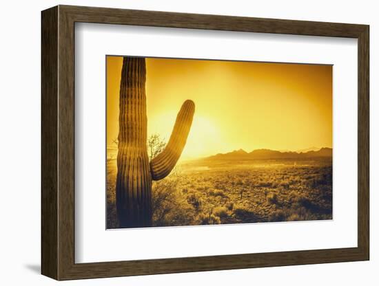 Epic Desert Sunset over Valley of the Sun, Phoenix, Scottsdale, Arizona with Saguaro Cactus in Fore-BCFC-Framed Photographic Print