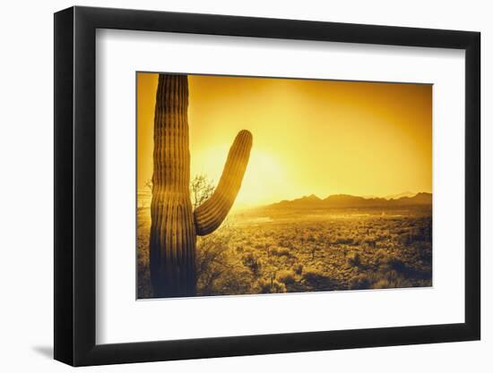 Epic Desert Sunset over Valley of the Sun, Phoenix, Scottsdale, Arizona with Saguaro Cactus in Fore-BCFC-Framed Photographic Print