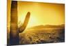 Epic Desert Sunset over Valley of the Sun, Phoenix, Scottsdale, Arizona with Saguaro Cactus in Fore-BCFC-Mounted Photographic Print