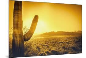 Epic Desert Sunset over Valley of the Sun, Phoenix, Scottsdale, Arizona with Saguaro Cactus in Fore-BCFC-Mounted Photographic Print