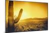 Epic Desert Sunset over Valley of the Sun, Phoenix, Scottsdale, Arizona with Saguaro Cactus in Fore-BCFC-Mounted Photographic Print