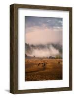 Epic Petaluma Morning Fog, Cows Farm, Northern California Hills-Vincent James-Framed Photographic Print