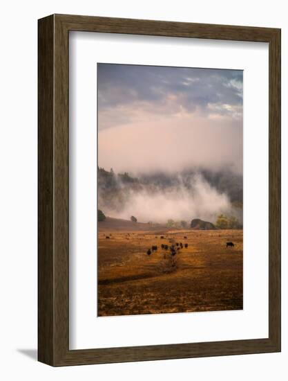 Epic Petaluma Morning Fog, Cows Farm, Northern California Hills-Vincent James-Framed Photographic Print