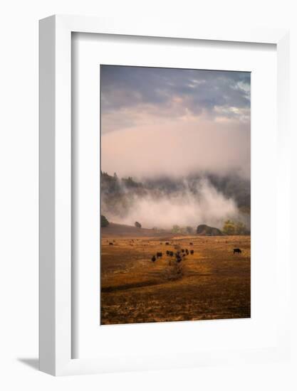 Epic Petaluma Morning Fog, Cows Farm, Northern California Hills-Vincent James-Framed Photographic Print