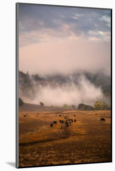 Epic Petaluma Morning Fog, Cows Farm, Northern California Hills-Vincent James-Mounted Photographic Print