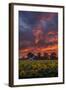 Epic Sunset Sunflowers-Vincent James-Framed Photographic Print