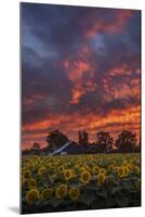 Epic Sunset Sunflowers-Vincent James-Mounted Photographic Print