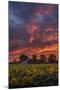 Epic Sunset Sunflowers-Vincent James-Mounted Photographic Print