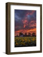 Epic Sunset Sunflowers-Vincent James-Framed Photographic Print