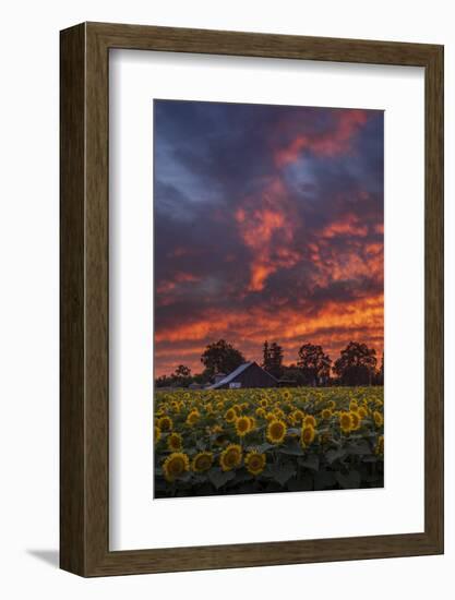 Epic Sunset Sunflowers-Vincent James-Framed Photographic Print