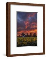 Epic Sunset Sunflowers-Vincent James-Framed Photographic Print