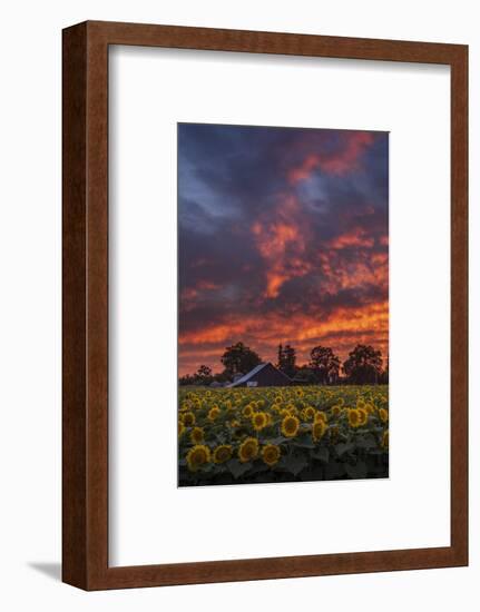 Epic Sunset Sunflowers-Vincent James-Framed Photographic Print