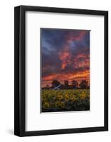 Epic Sunset Sunflowers-Vincent James-Framed Photographic Print