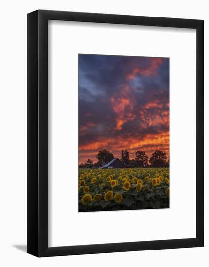 Epic Sunset Sunflowers-Vincent James-Framed Photographic Print