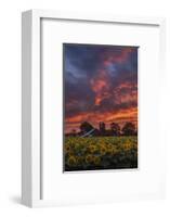 Epic Sunset Sunflowers-Vincent James-Framed Photographic Print