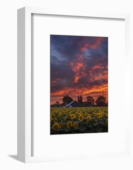 Epic Sunset Sunflowers-Vincent James-Framed Photographic Print