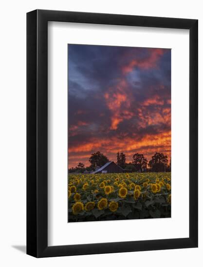 Epic Sunset Sunflowers-Vincent James-Framed Photographic Print