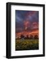 Epic Sunset Sunflowers-Vincent James-Framed Photographic Print