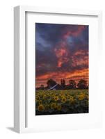 Epic Sunset Sunflowers-Vincent James-Framed Photographic Print