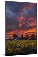 Epic Sunset Sunflowers-Vincent James-Mounted Photographic Print