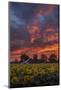 Epic Sunset Sunflowers-Vincent James-Mounted Photographic Print