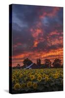 Epic Sunset Sunflowers-Vincent James-Stretched Canvas