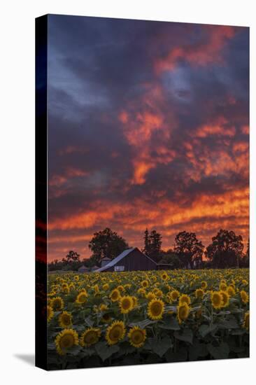 Epic Sunset Sunflowers-Vincent James-Stretched Canvas