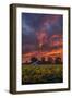 Epic Sunset Sunflowers-Vincent James-Framed Photographic Print