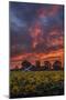 Epic Sunset Sunflowers-Vincent James-Mounted Photographic Print