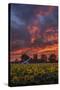 Epic Sunset Sunflowers-Vincent James-Stretched Canvas