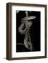 Epicrates Angulifer (Slender Boa, Cuba Tree Boa)-Paul Starosta-Framed Photographic Print