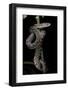 Epicrates Angulifer (Slender Boa, Cuba Tree Boa)-Paul Starosta-Framed Photographic Print