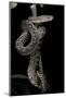 Epicrates Angulifer (Slender Boa, Cuba Tree Boa)-Paul Starosta-Mounted Photographic Print