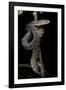 Epicrates Angulifer (Slender Boa, Cuba Tree Boa)-Paul Starosta-Framed Photographic Print