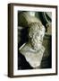 Epicurus (341-271B), Ancient Greek Philosopher-null-Framed Photographic Print