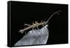 Epidares Nolimetangere (Touch Me Not Stick Insect)-Paul Starosta-Framed Stretched Canvas