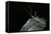 Epidares Nolimetangere (Touch Me Not Stick Insect)-Paul Starosta-Framed Stretched Canvas