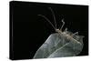 Epidares Nolimetangere (Touch Me Not Stick Insect)-Paul Starosta-Stretched Canvas