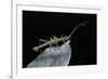 Epidares Nolimetangere (Touch Me Not Stick Insect)-Paul Starosta-Framed Photographic Print