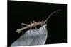 Epidares Nolimetangere (Touch Me Not Stick Insect)-Paul Starosta-Mounted Photographic Print